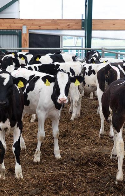 a-group-of-young-dairy-cows-outdoor-walking-in-a-f-resize.jpg